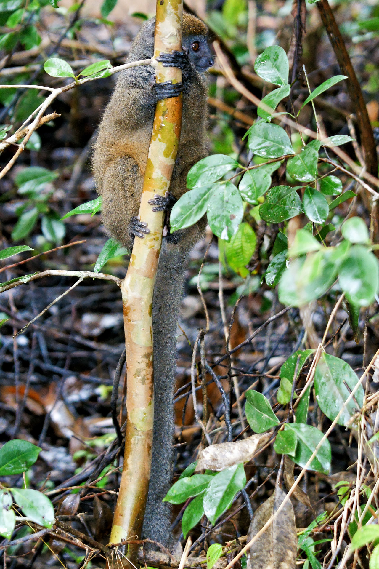 Bambuslemur (Prolemur simus)